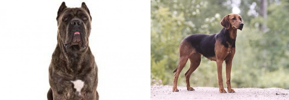 Schillerstovare vs Cane Corso - Breed Comparison