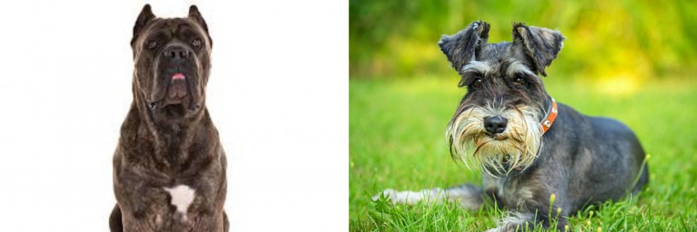Schnauzer vs Cane Corso - Breed Comparison