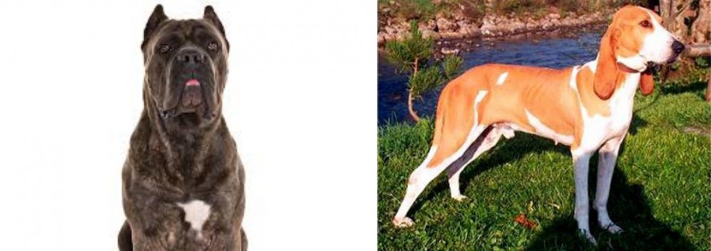 Schweizer Laufhund vs Cane Corso - Breed Comparison