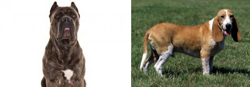 Schweizer Niederlaufhund vs Cane Corso - Breed Comparison