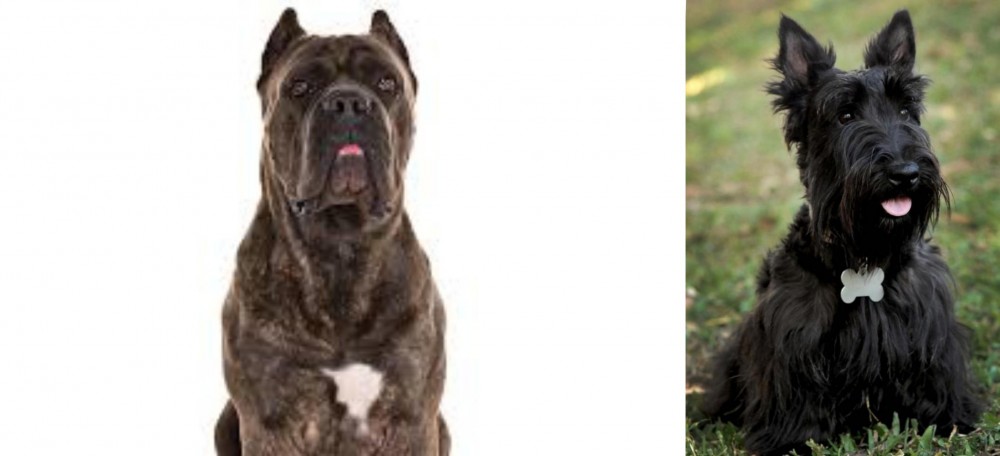 Scoland Terrier vs Cane Corso - Breed Comparison