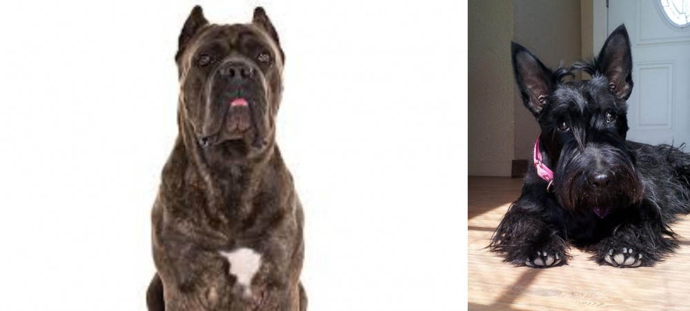 Scottish Terrier vs Cane Corso - Breed Comparison