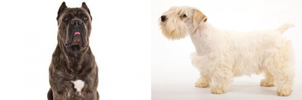 Sealyham Terrier vs Cane Corso - Breed Comparison