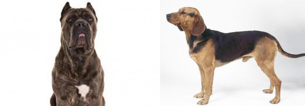 Serbian Hound vs Cane Corso - Breed Comparison