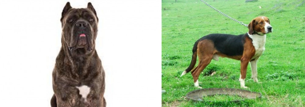 Serbian Tricolour Hound vs Cane Corso - Breed Comparison
