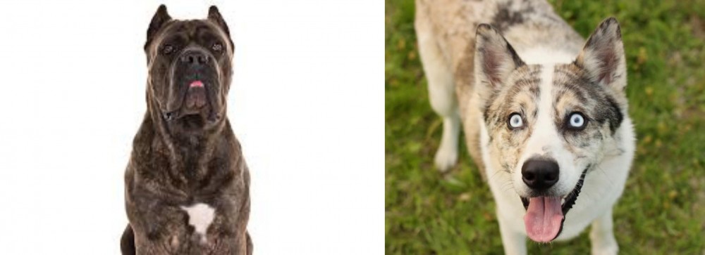 Shepherd Husky vs Cane Corso - Breed Comparison