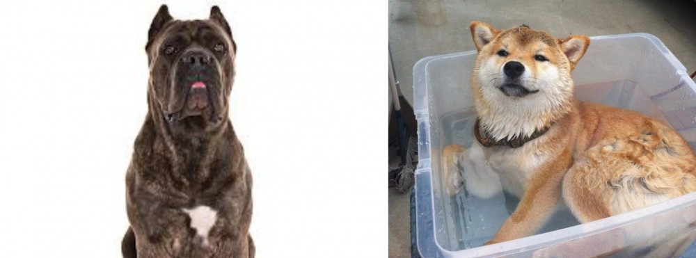 Shiba Inu vs Cane Corso - Breed Comparison