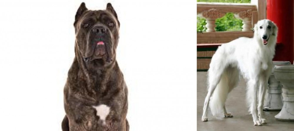 Silken Windhound vs Cane Corso - Breed Comparison