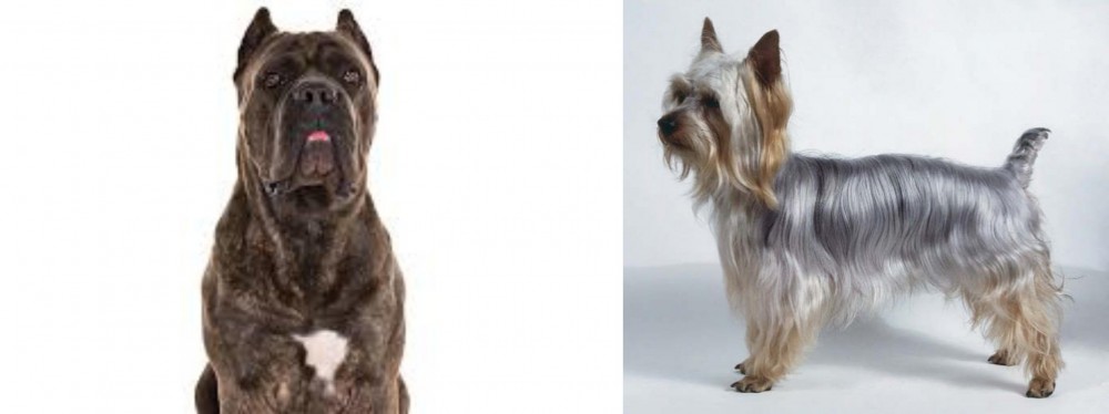 Silky Terrier vs Cane Corso - Breed Comparison