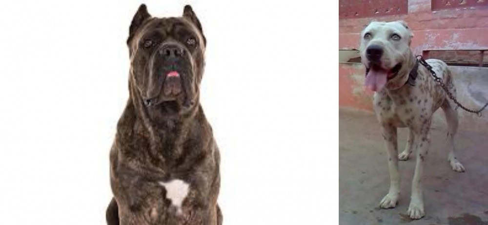 Sindh Mastiff vs Cane Corso - Breed Comparison