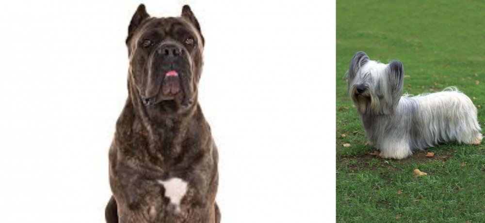 Skye Terrier vs Cane Corso - Breed Comparison
