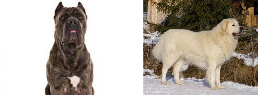 Slovak Cuvac vs Cane Corso - Breed Comparison