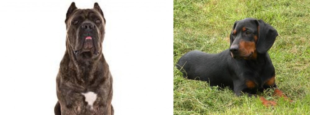 Slovakian Hound vs Cane Corso - Breed Comparison