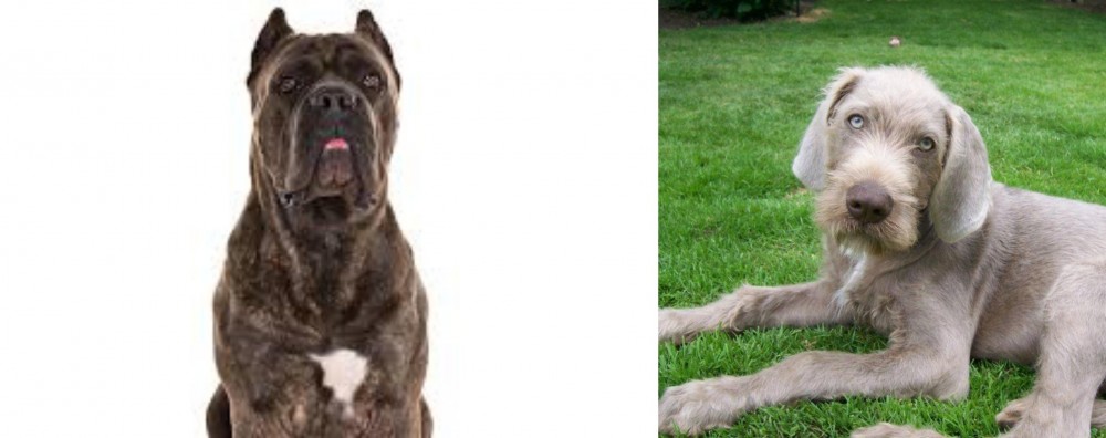 Slovakian Rough Haired Pointer vs Cane Corso - Breed Comparison