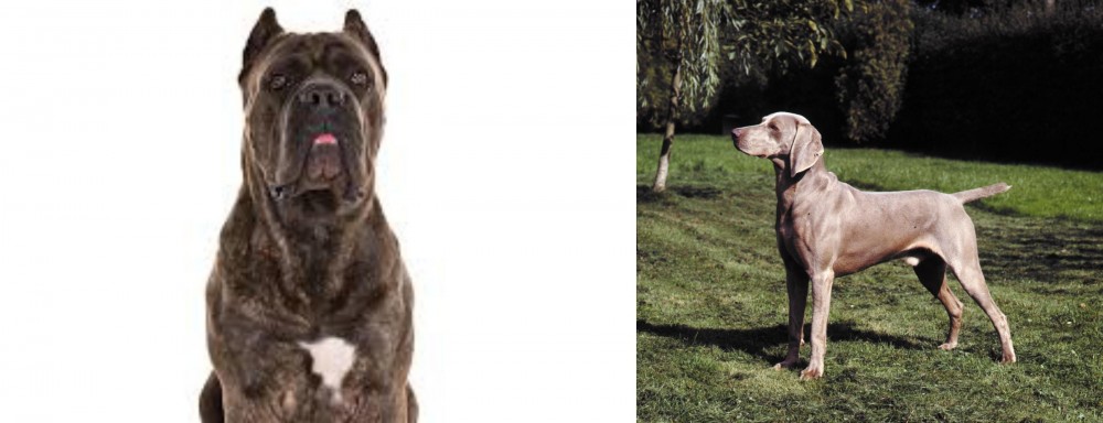 Smooth Haired Weimaraner vs Cane Corso - Breed Comparison