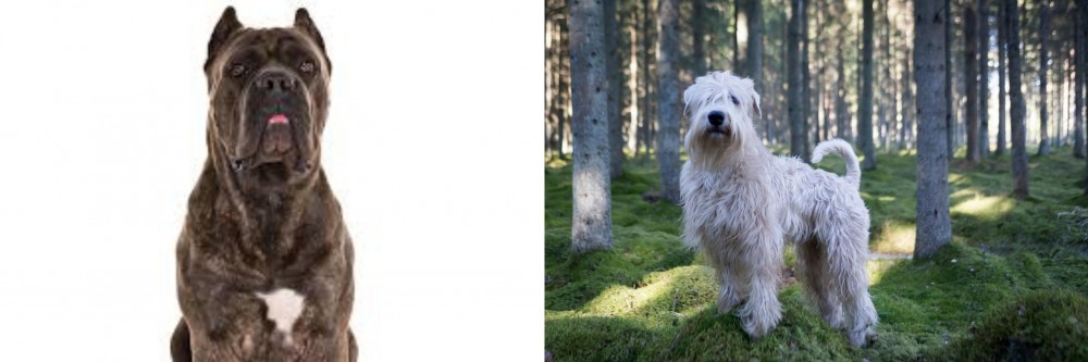 Soft-Coated Wheaten Terrier vs Cane Corso - Breed Comparison