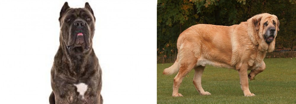 Spanish Mastiff vs Cane Corso - Breed Comparison