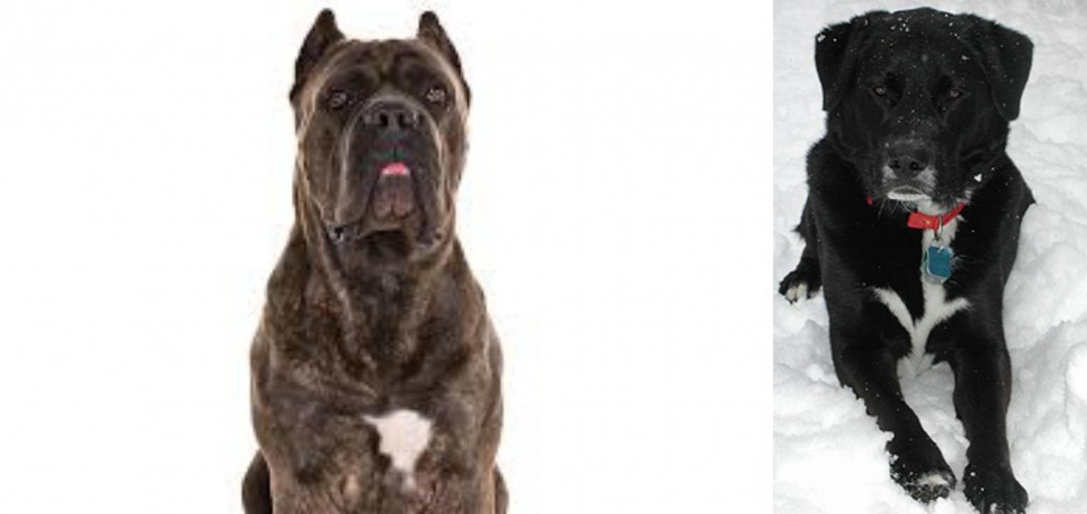 St. John's Water Dog vs Cane Corso - Breed Comparison