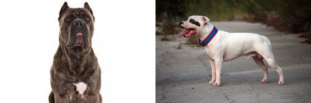 Staffordshire Bull Terrier vs Cane Corso - Breed Comparison