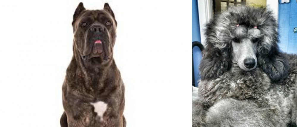 Standard Poodle vs Cane Corso - Breed Comparison