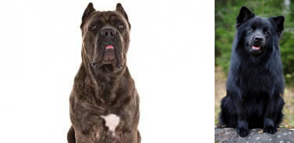 Swedish Lapphund vs Cane Corso - Breed Comparison
