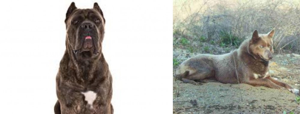 Tahltan Bear Dog vs Cane Corso - Breed Comparison