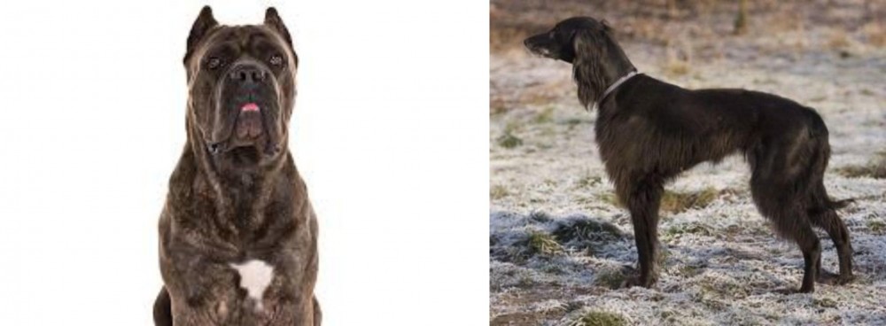 Taigan vs Cane Corso - Breed Comparison
