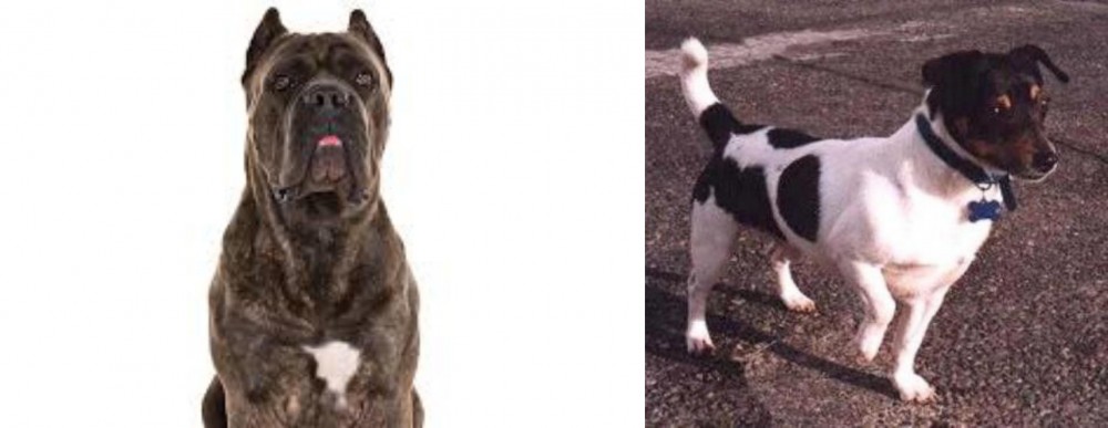 Teddy Roosevelt Terrier vs Cane Corso - Breed Comparison