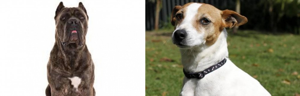 Tenterfield Terrier vs Cane Corso - Breed Comparison