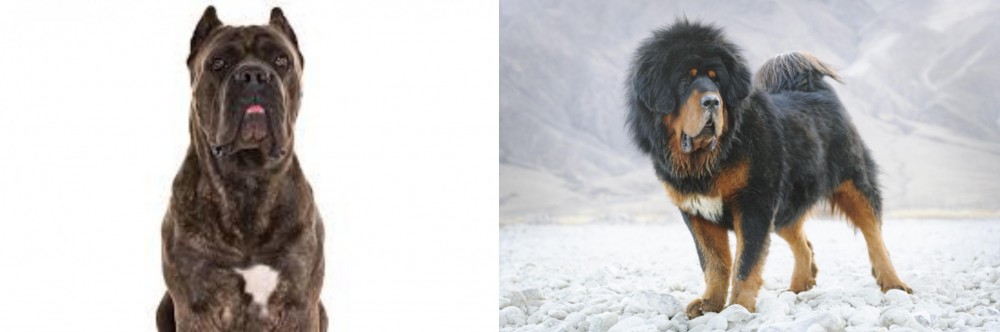 Tibetan Mastiff vs Cane Corso - Breed Comparison