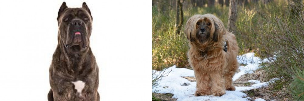 Tibetan Terrier vs Cane Corso - Breed Comparison