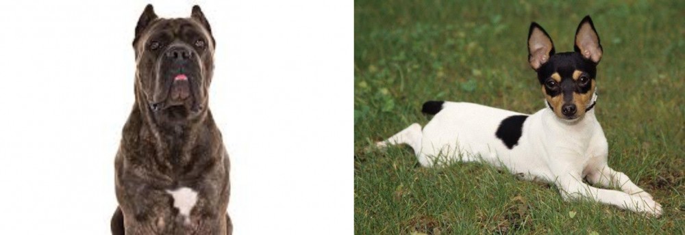 Toy Fox Terrier vs Cane Corso - Breed Comparison