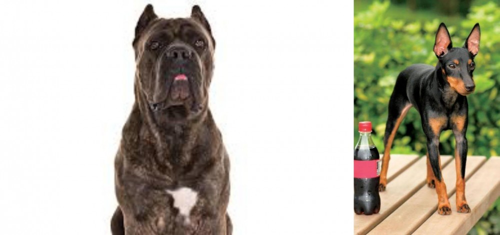 Toy Manchester Terrier vs Cane Corso - Breed Comparison