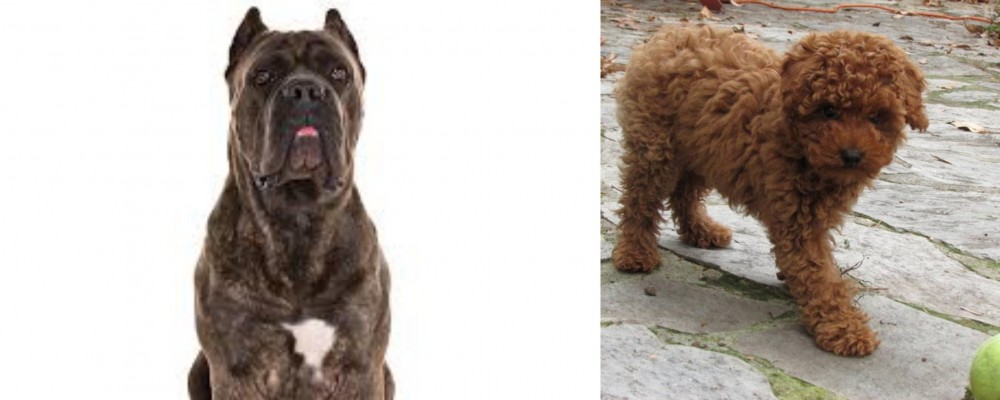 Toy Poodle vs Cane Corso - Breed Comparison