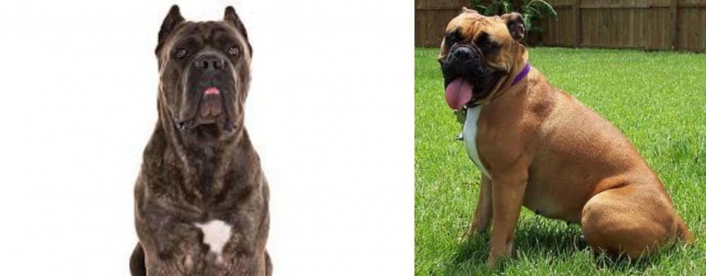 Valley Bulldog vs Cane Corso - Breed Comparison