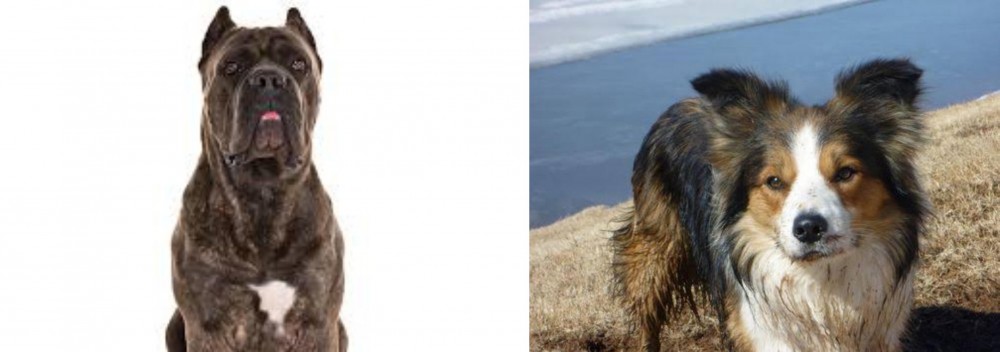 Welsh Sheepdog vs Cane Corso - Breed Comparison