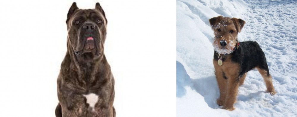 Welsh Terrier vs Cane Corso - Breed Comparison
