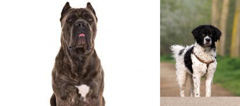 Wetterhoun vs Cane Corso - Breed Comparison
