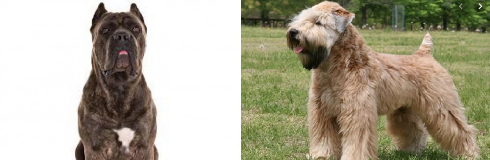 Wheaten Terrier vs Cane Corso - Breed Comparison