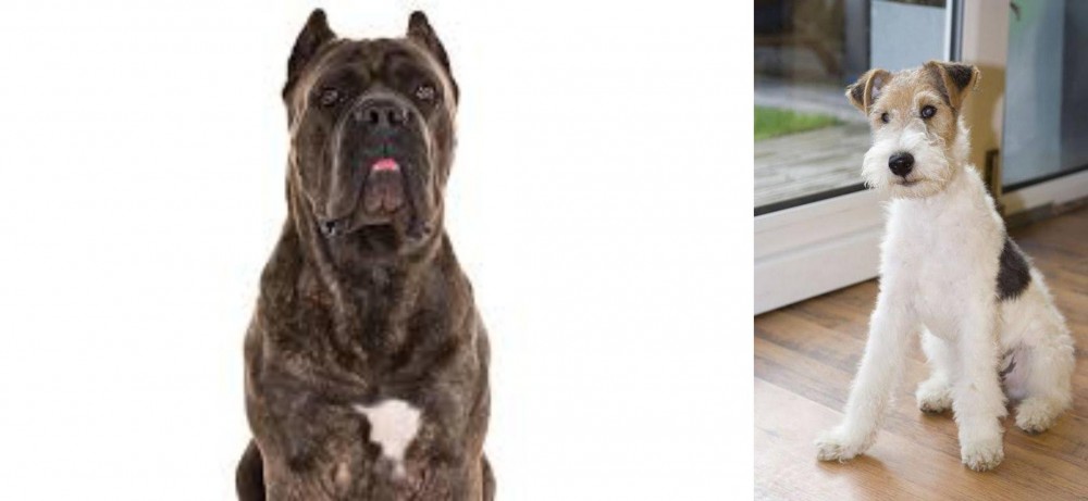 Wire Fox Terrier vs Cane Corso - Breed Comparison