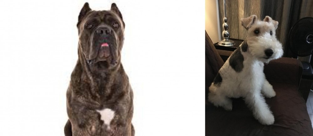 Wire Haired Fox Terrier vs Cane Corso - Breed Comparison