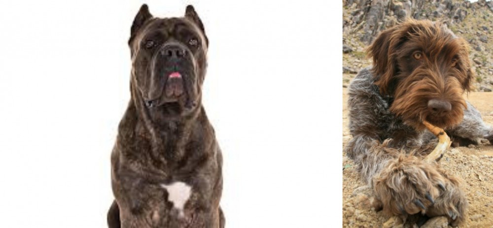 Wirehaired Pointing Griffon vs Cane Corso - Breed Comparison