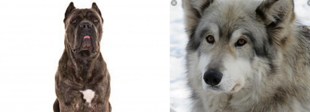 Wolfdog vs Cane Corso - Breed Comparison