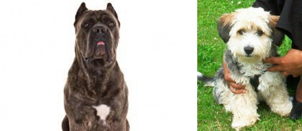 Yo-Chon vs Cane Corso - Breed Comparison