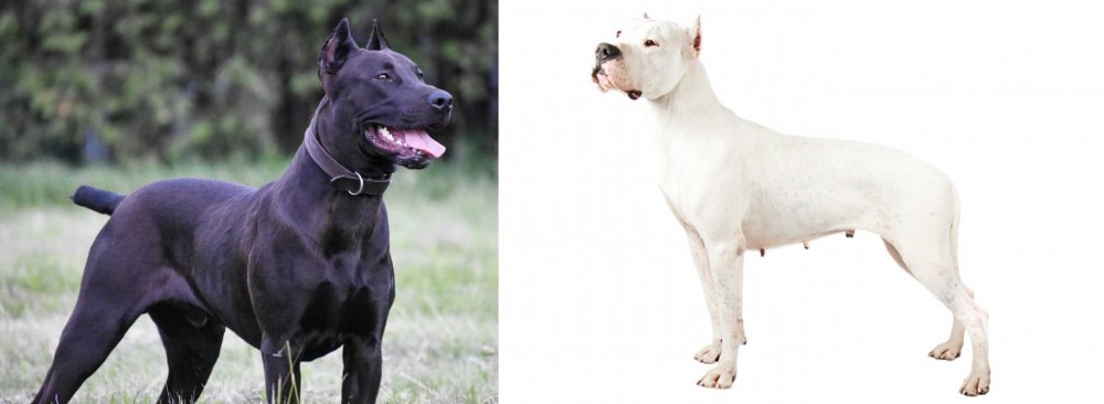 Argentine Dogo vs Canis Panther - Breed Comparison