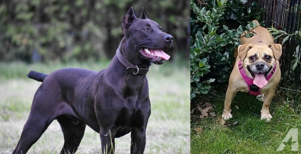 Beabull vs Canis Panther - Breed Comparison