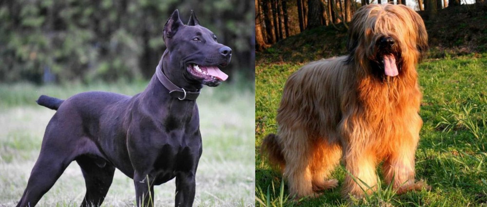 Briard vs Canis Panther - Breed Comparison