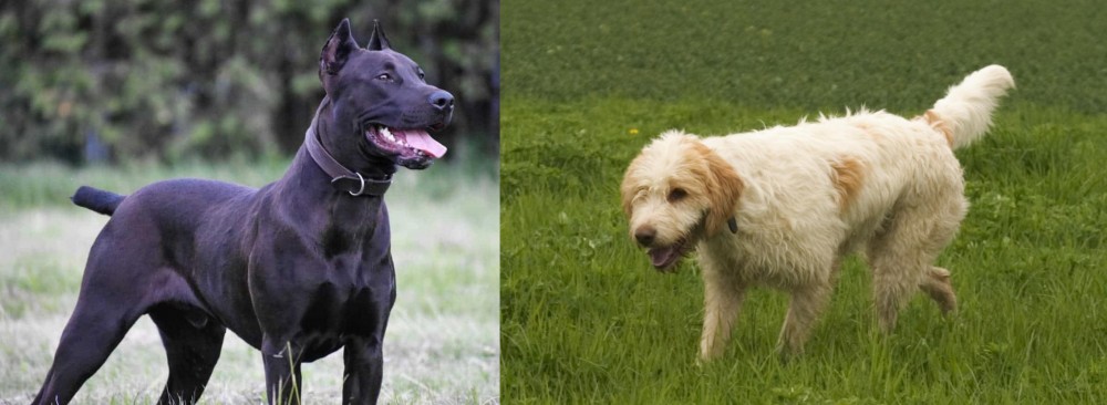 Briquet Griffon Vendeen vs Canis Panther - Breed Comparison