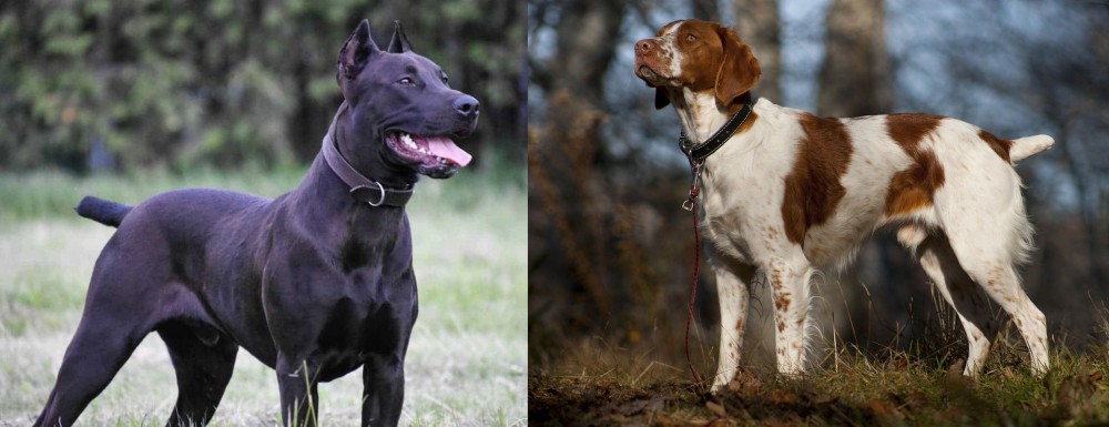 Brittany vs Canis Panther - Breed Comparison
