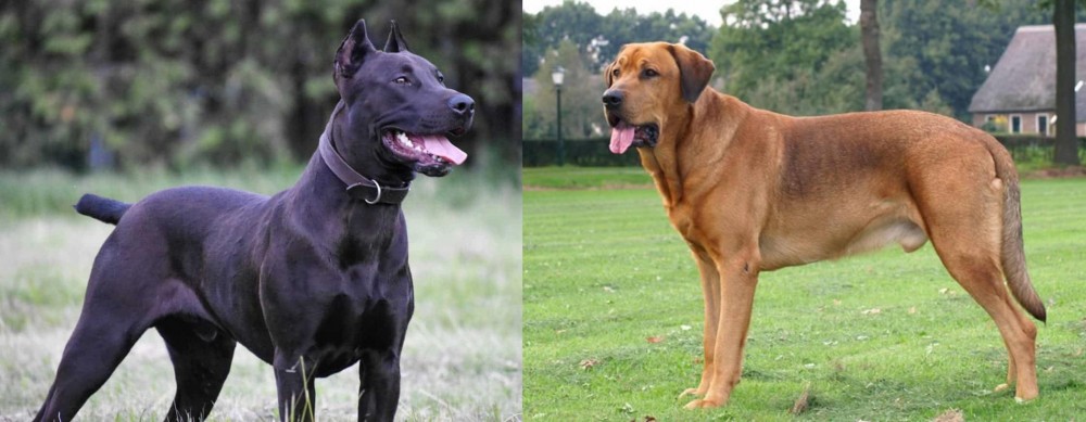 Broholmer vs Canis Panther - Breed Comparison